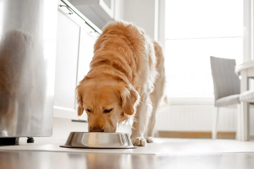 Perro Golden Retriever comiendo de su cuenco en la cocina