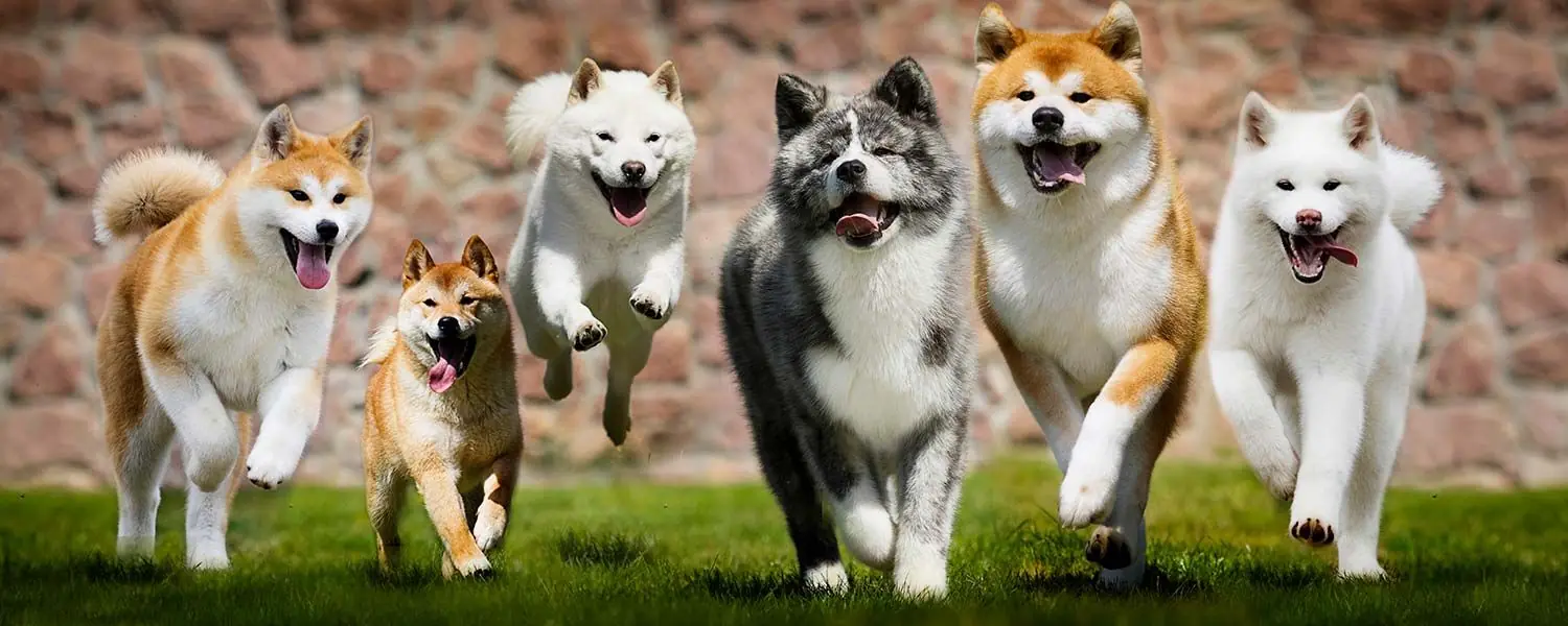 Razas de Perros Asiáticos - Descubre las razas de perros originarias de Asia, de todos los tamaños