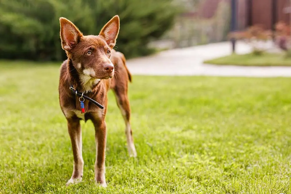 Perros australianos Kelpie