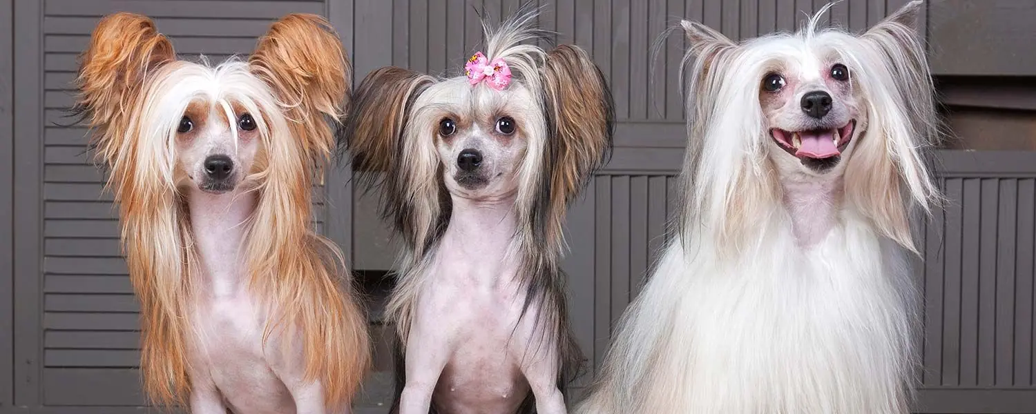 Conoce las razas de perros de origen chino más famosas