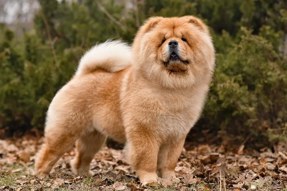 Perros finos chow chow