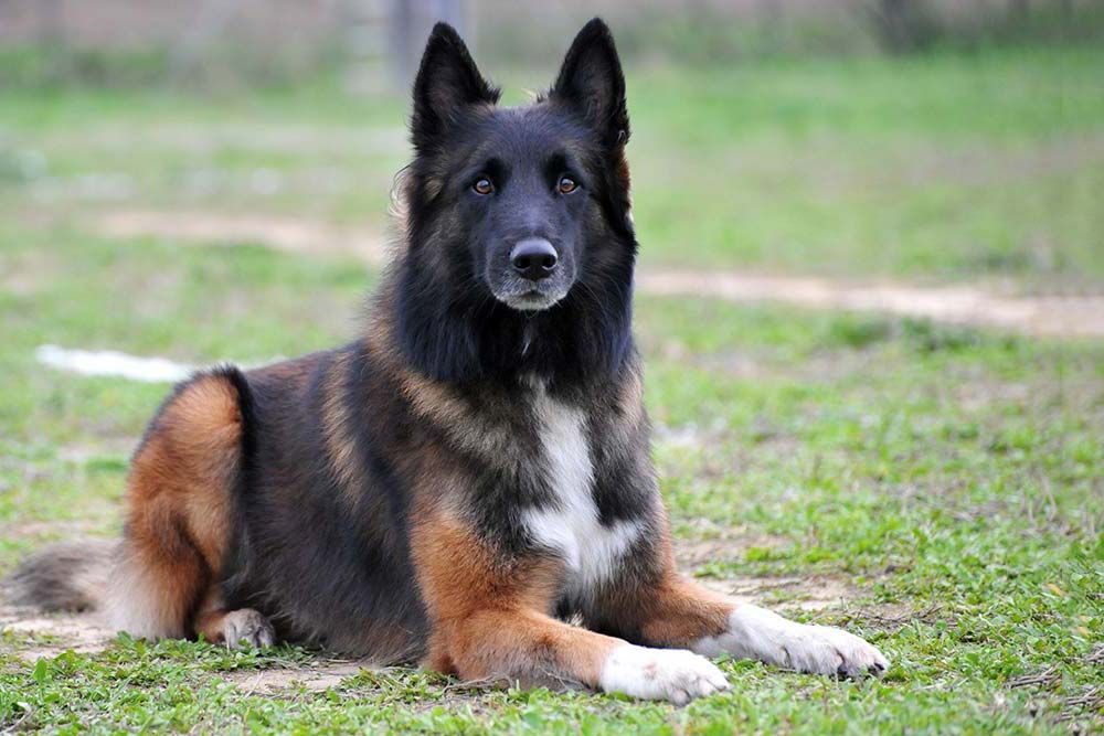 Perros finos pastor belga