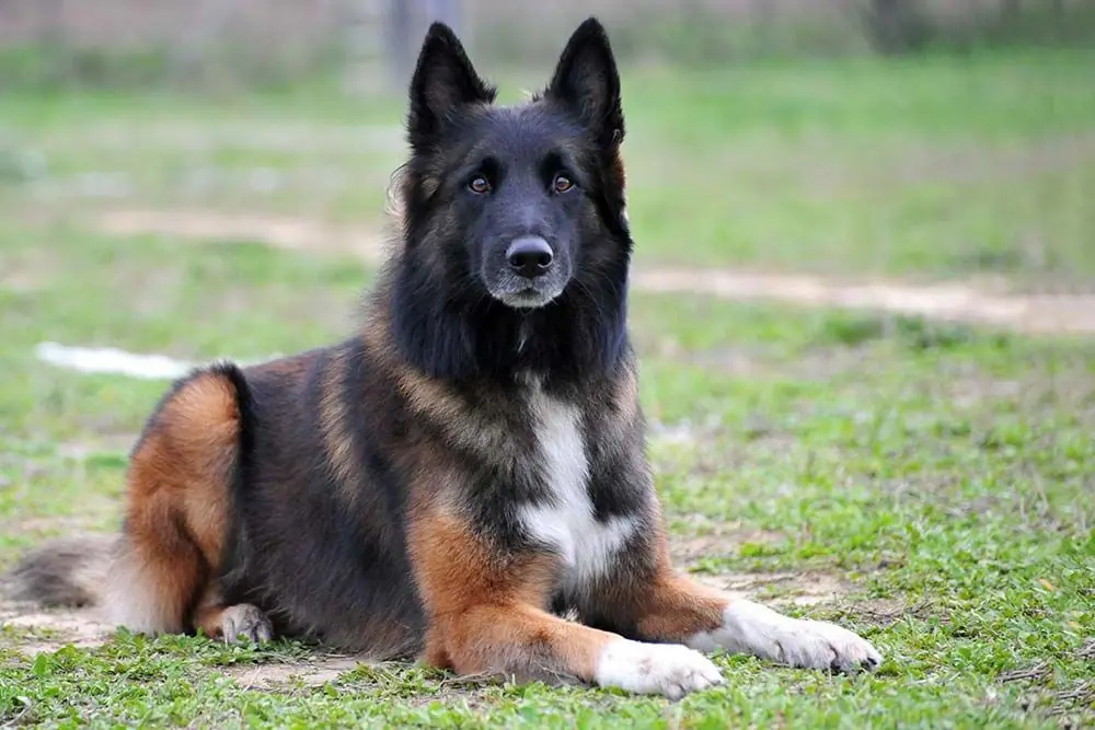 Perros finos pastor belga