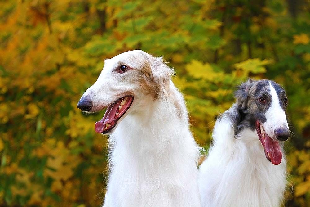 Perros finos portada