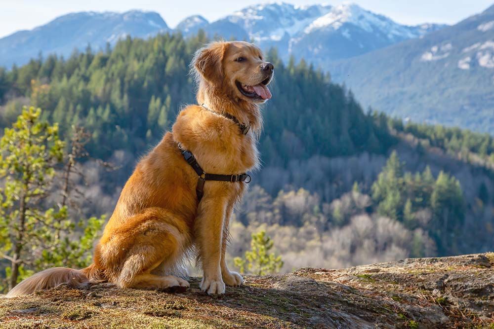Perros para senderismo Golden retriever