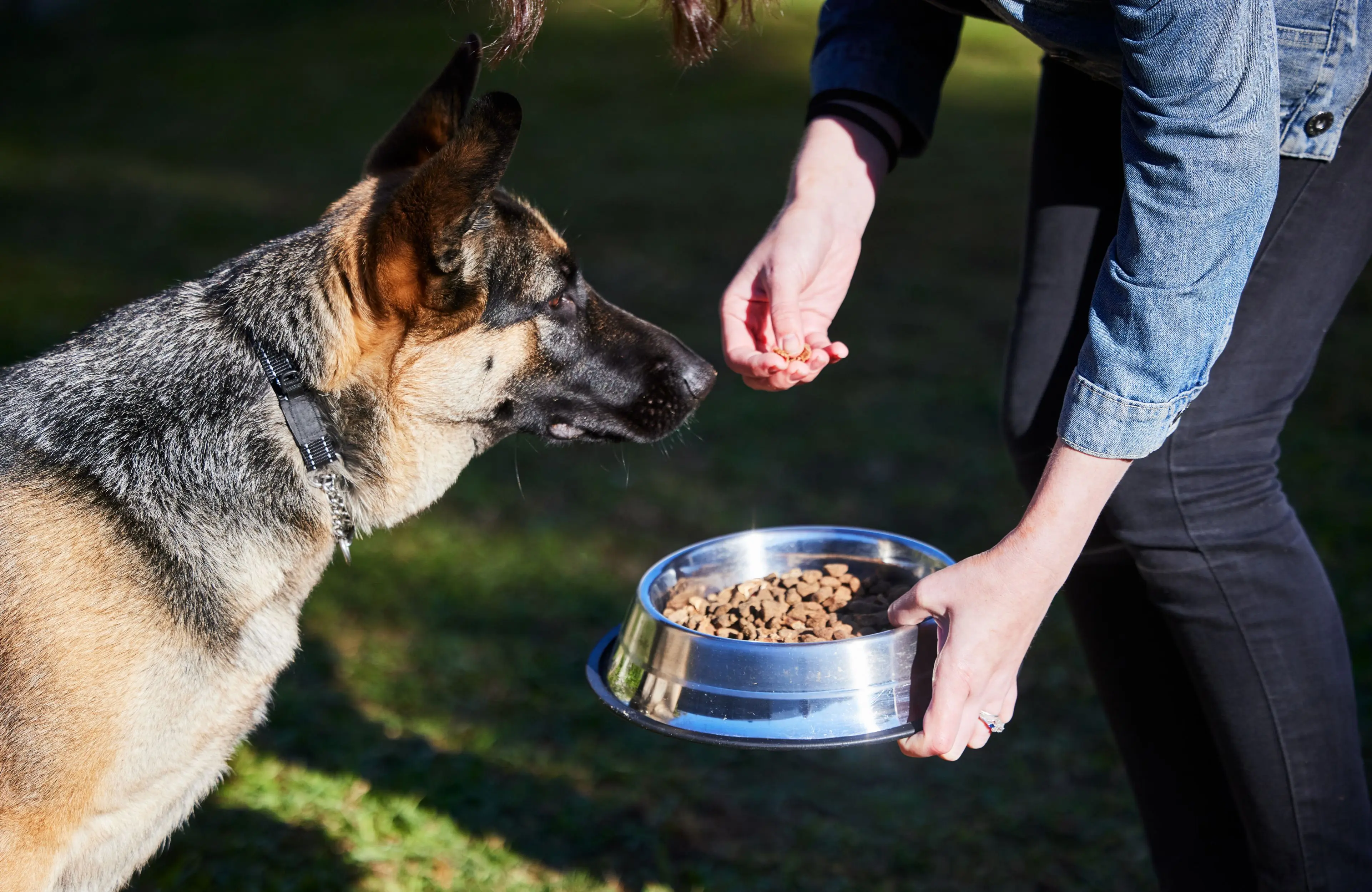 Persona sirviendo comida a su perro Pastor Alemán