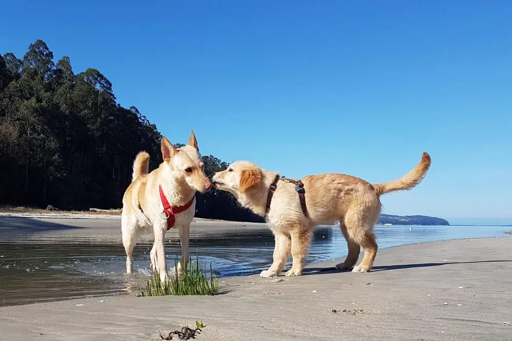 Playa Can de Palleiro