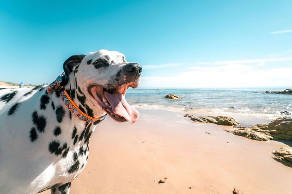 Playa Canina de Agua Amarga Alicante