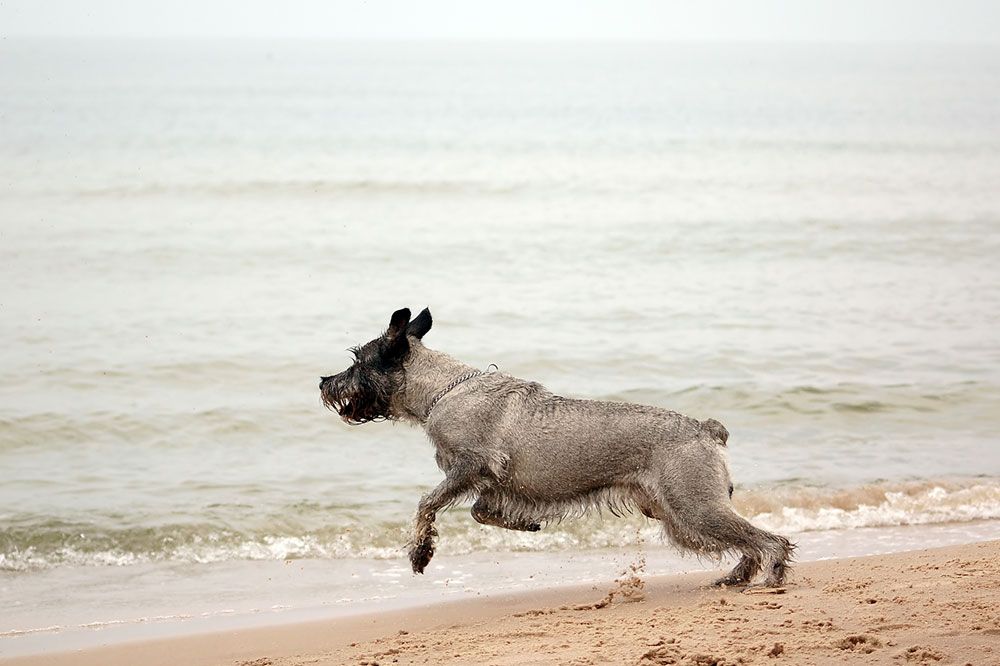 Playa Canina de Pinedo Valencia