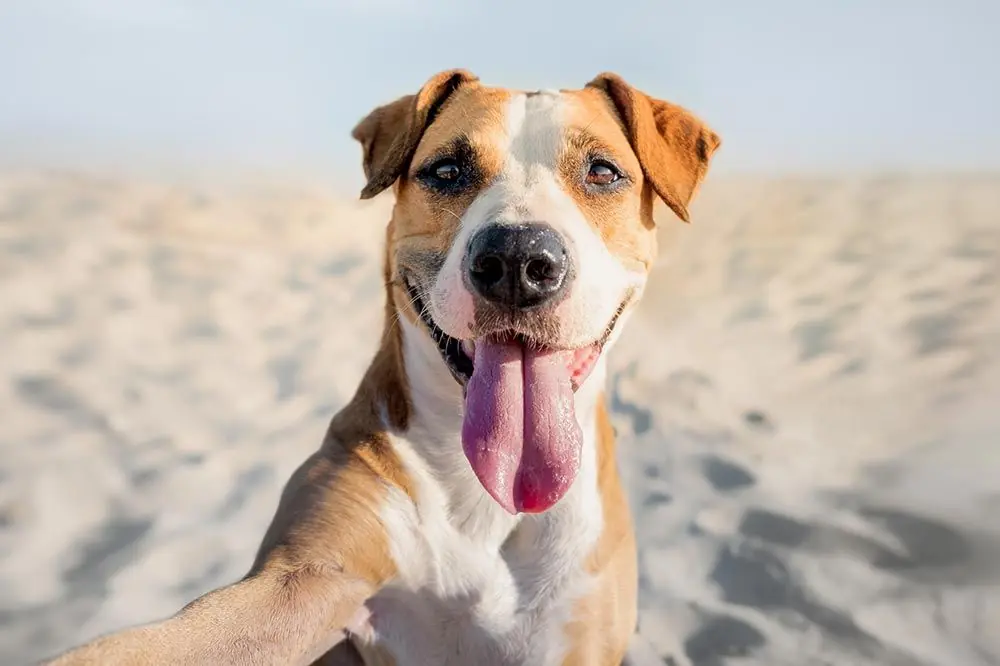 Playas para perros en Barcelona