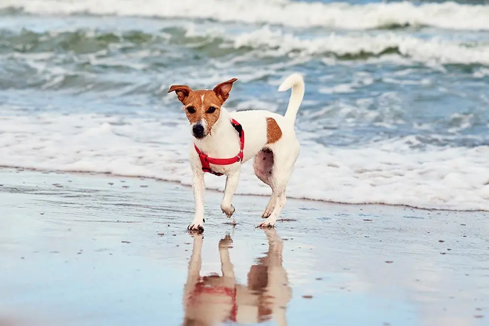 Playas para perros en Cantabria