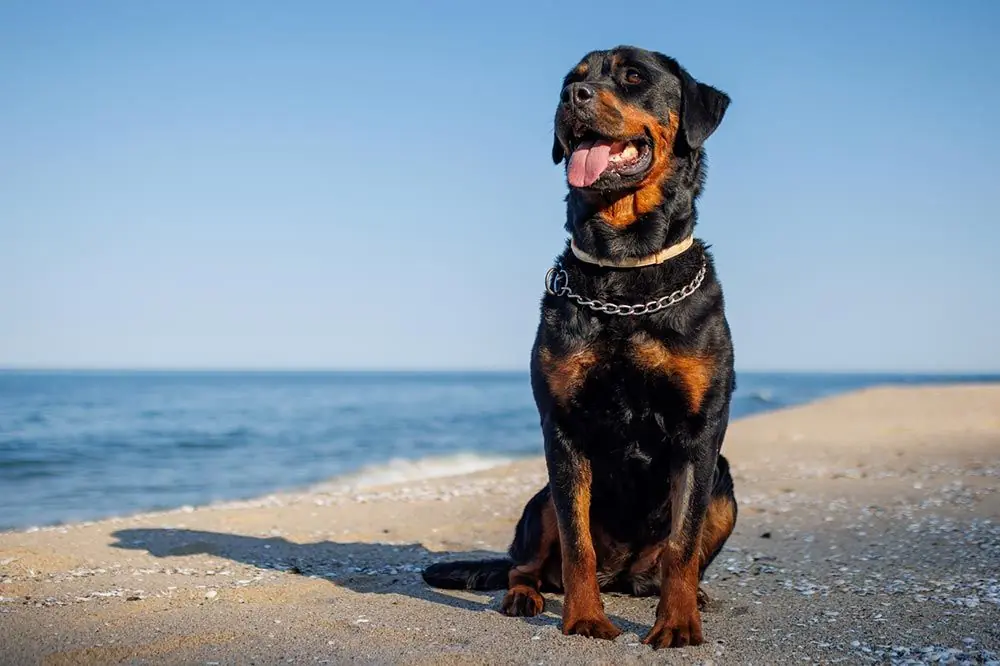 Playas para perros en Valencia