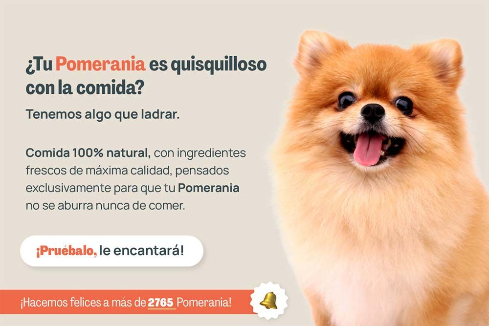 Pomerania quisquilloso