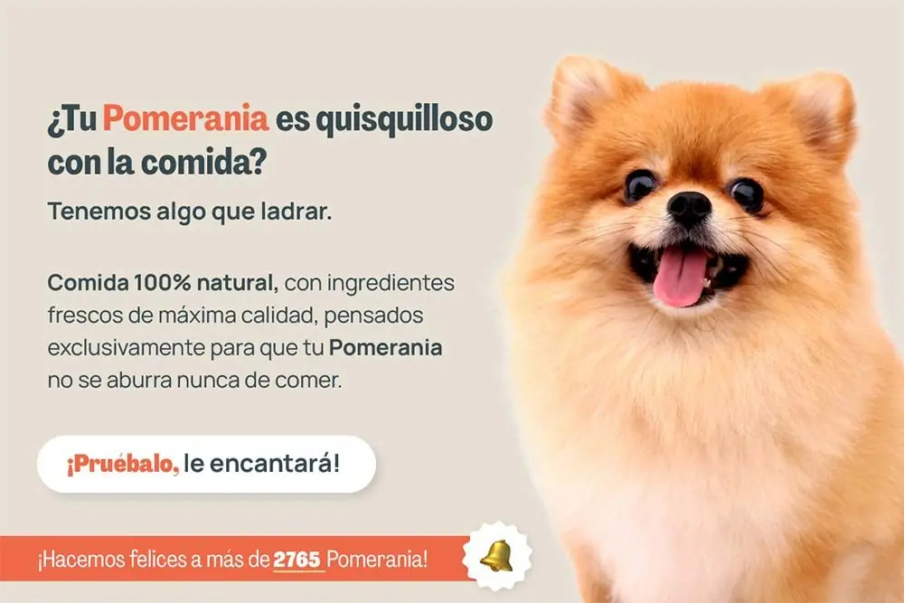 Pomerania quisquilloso