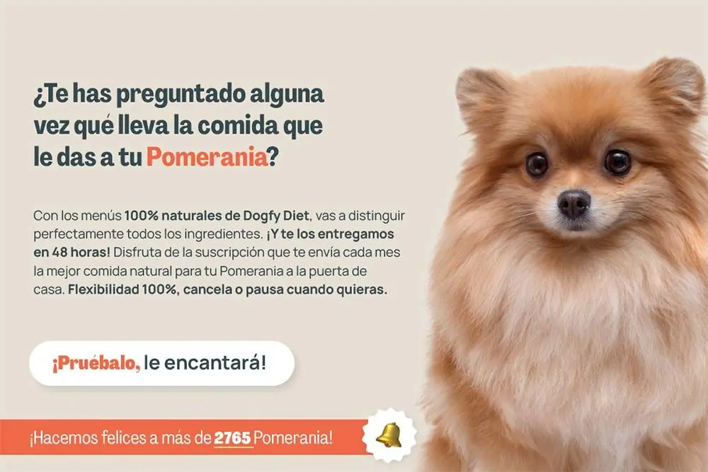 Pomerania te has preguntado