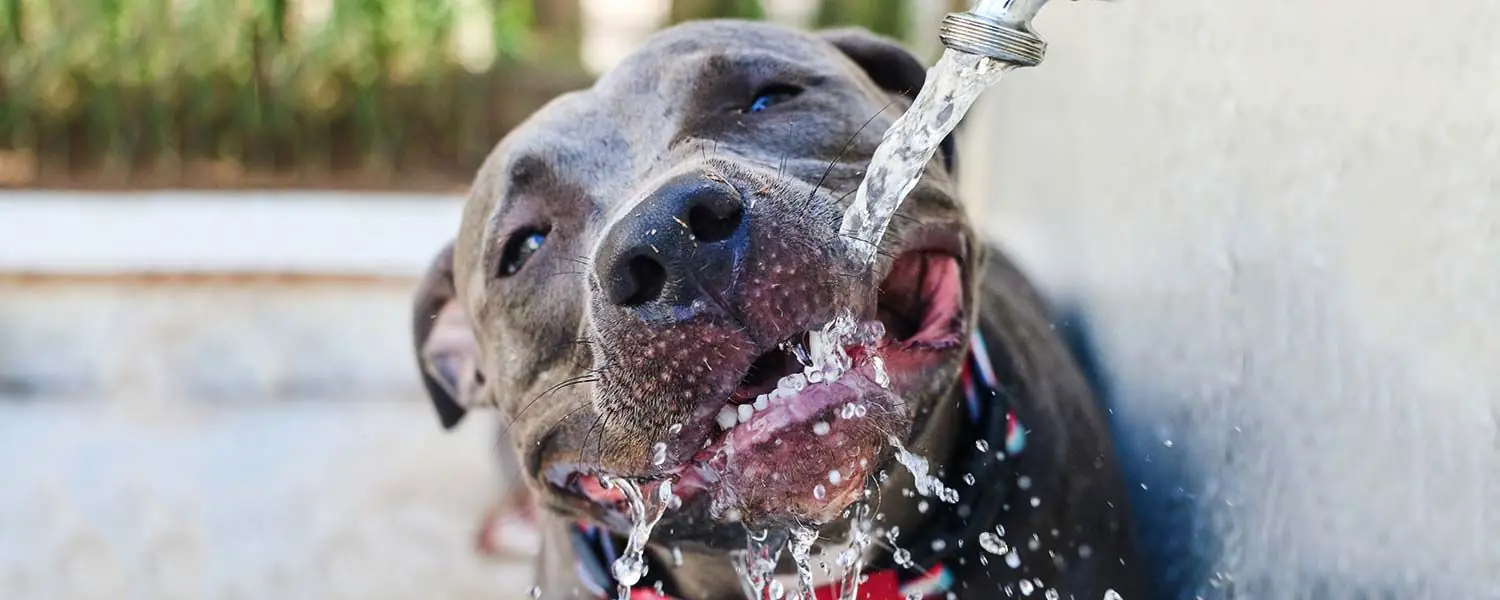 ¿Por qué mi Perro Bebe Mucha Agua? - Causas y Consejos para Controlar su Consumo