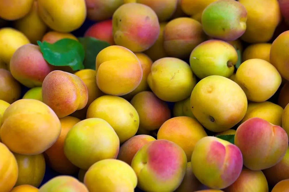 Precauzioni quando offri albicocche al tuo cane