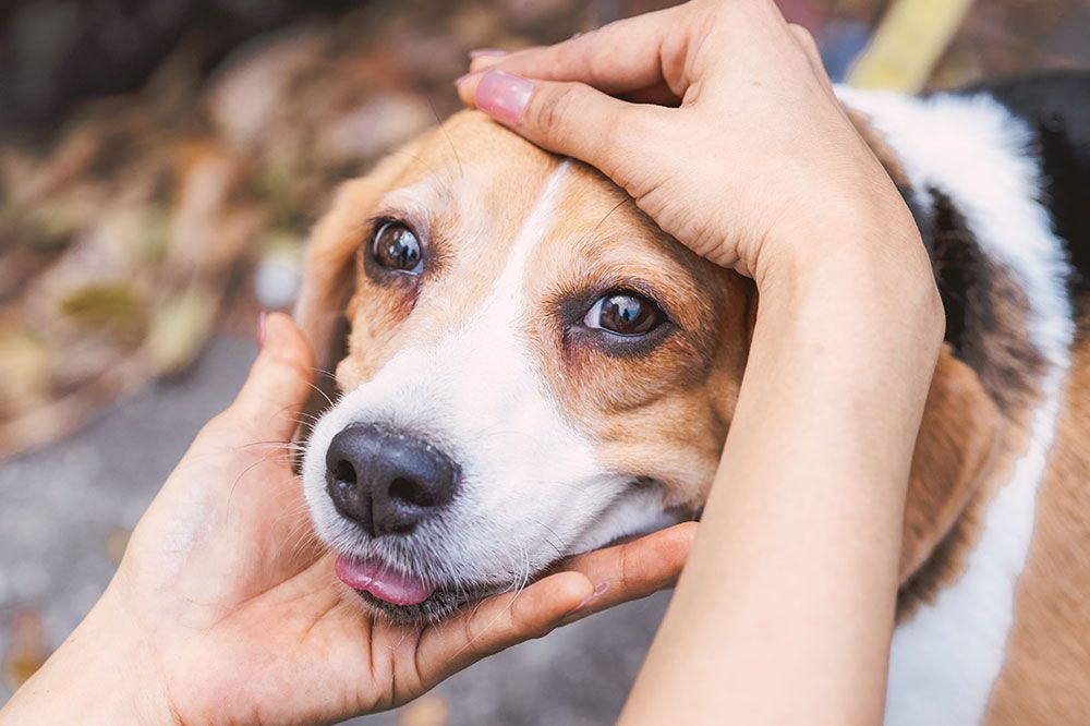 Primeros auxilios para perros en viajes