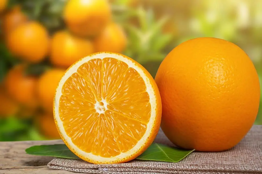 Punti da considerare quando si danno arance al vostro cane