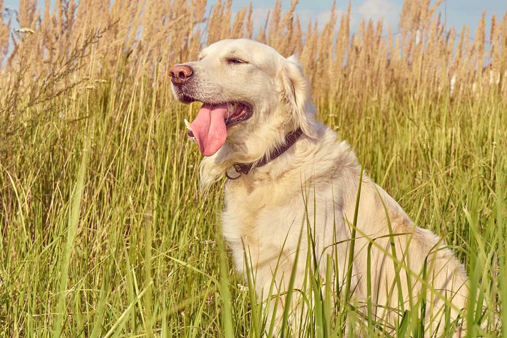 Quali sono i migliori cereali per cani