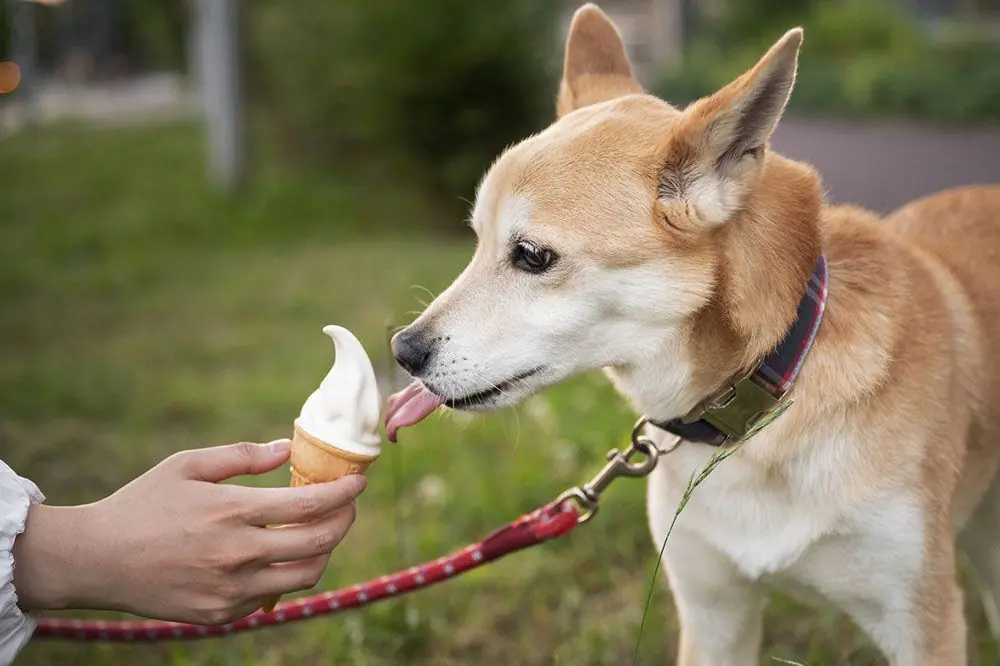 Quali sono le alternative al gelato
