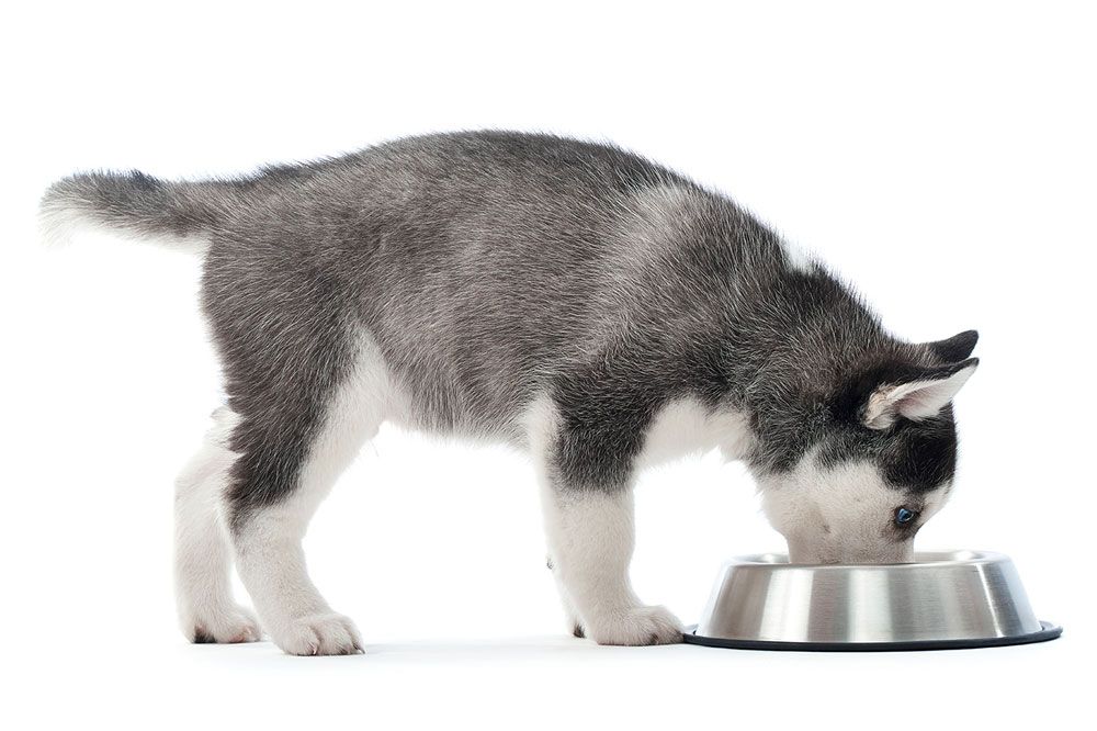 Que devez vous eviter lors de achat une mangeoire pour chiens