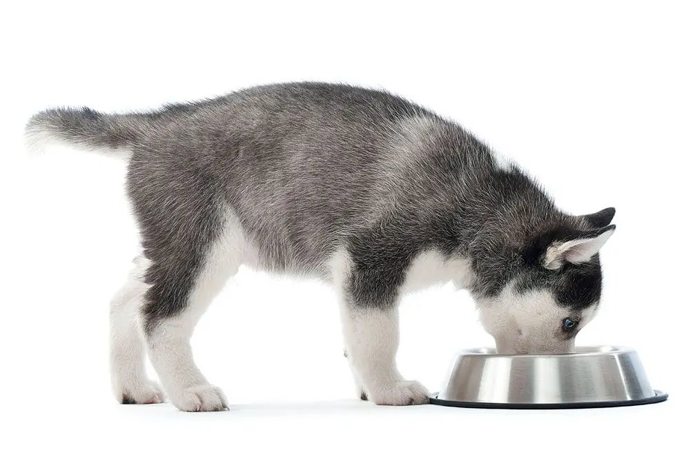 Que devez vous eviter lors de achat une mangeoire pour chiens