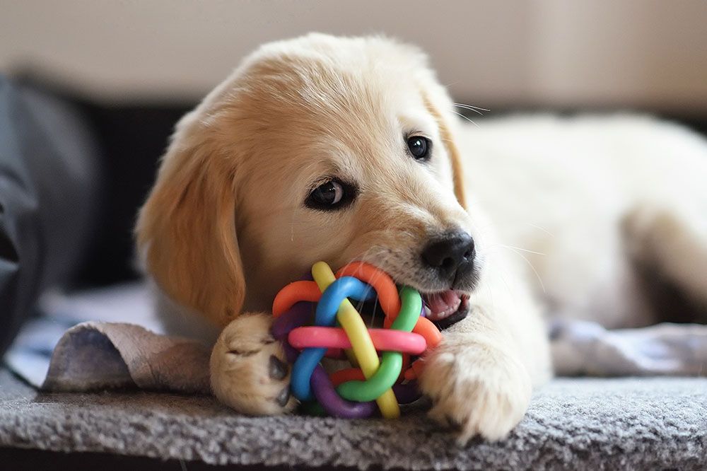 Que elementos no deben faltar en la maleta de tu peludo amigo