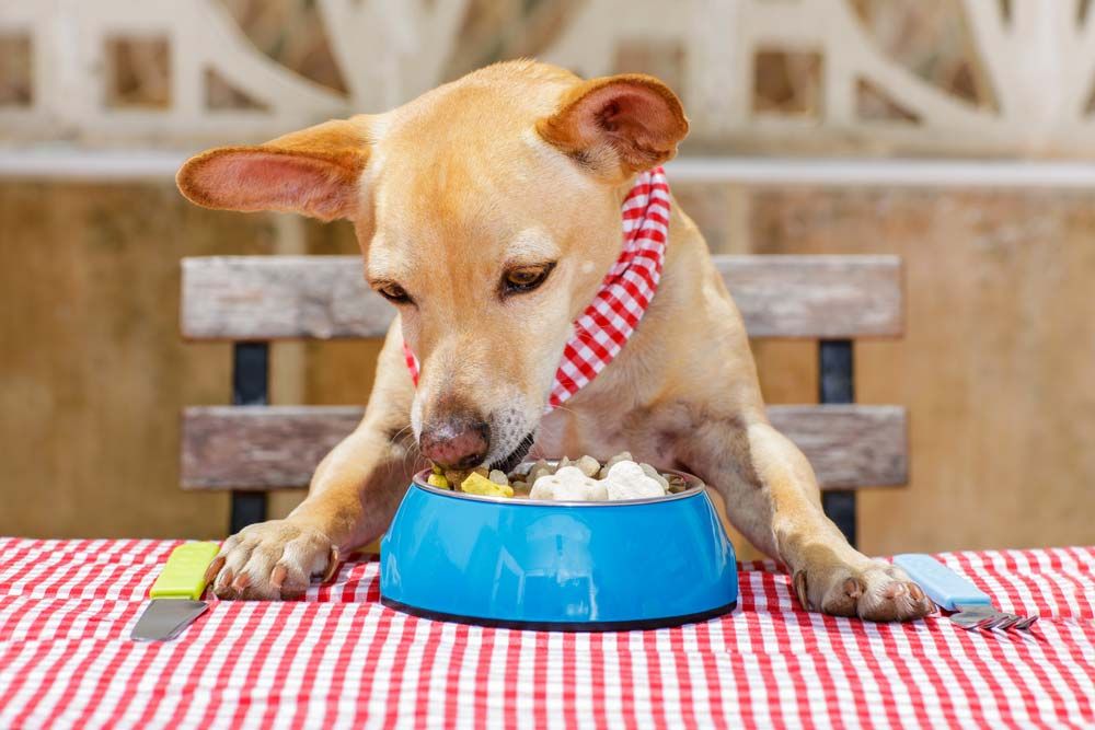 Quelle est la meilleure alimentation pour la race chihuahua