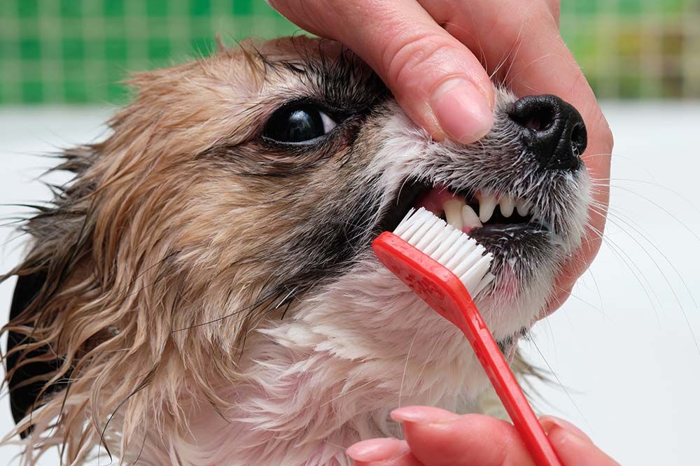 Quels sont les problemes dentaires les plus courants chez les chiens adultes