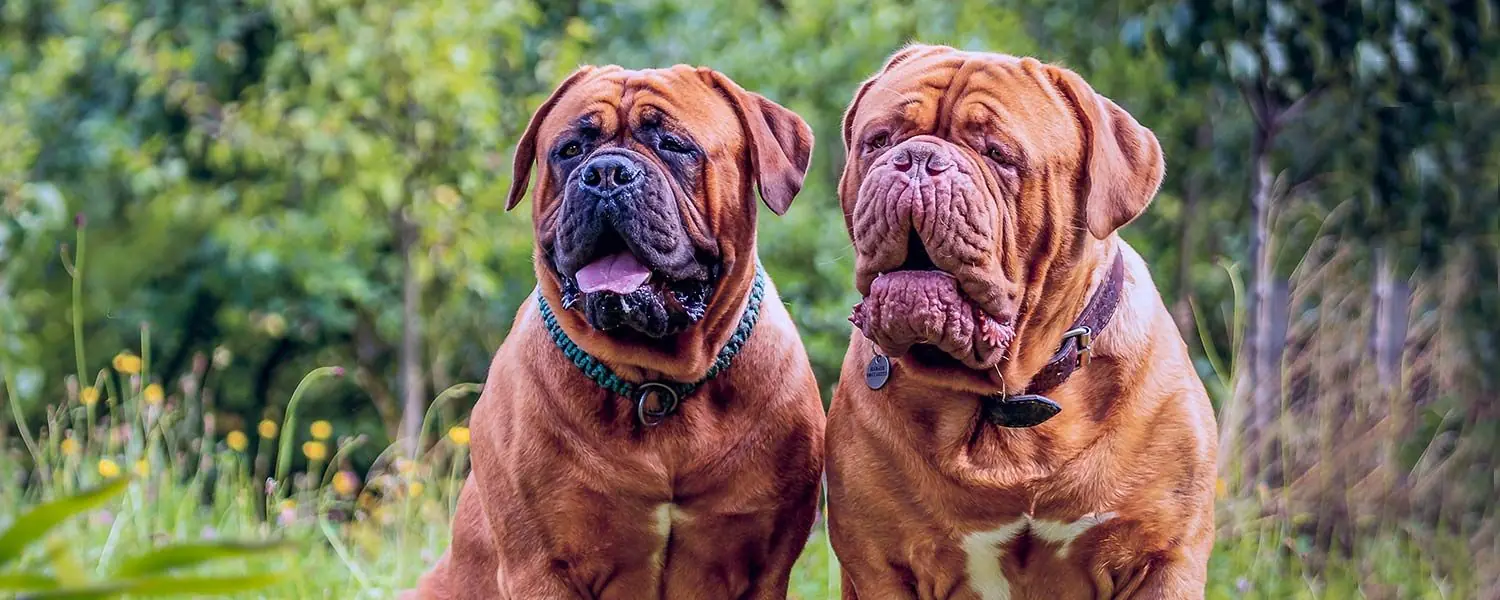 Las 6 razas de perros arrugados más populares