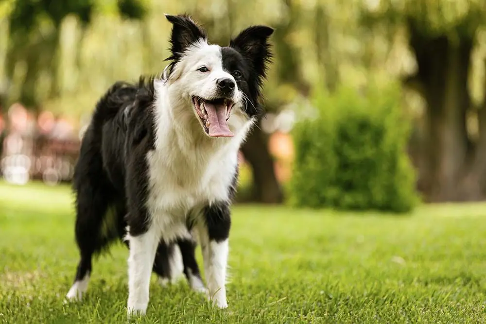 Razas de Perros con Manchas border collie