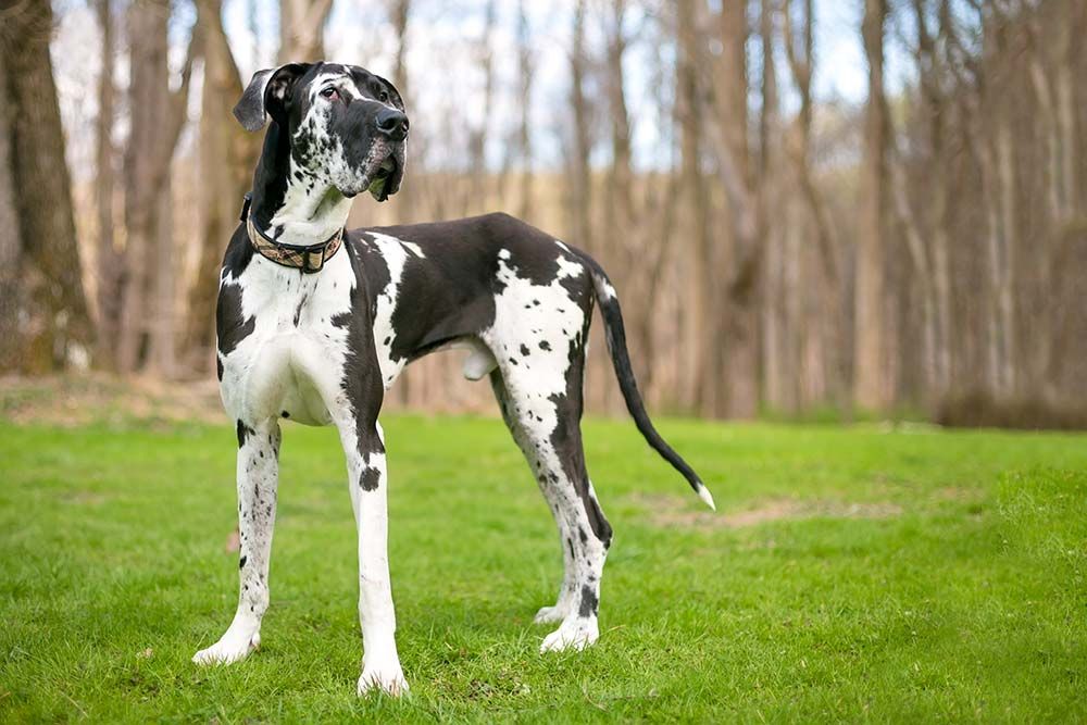 Razas de Perros con Manchas gran danes