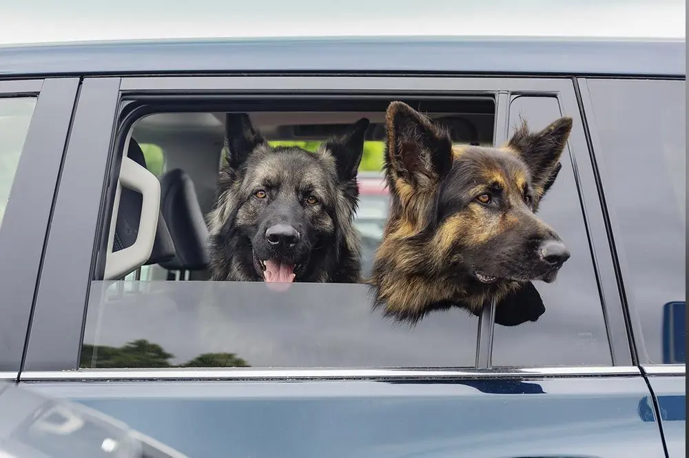 Razas de perro que necesitan mas ayuda pastor aleman
