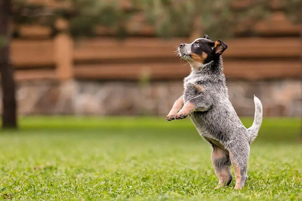 Razas de perros australianos: top 10 razas destacadas