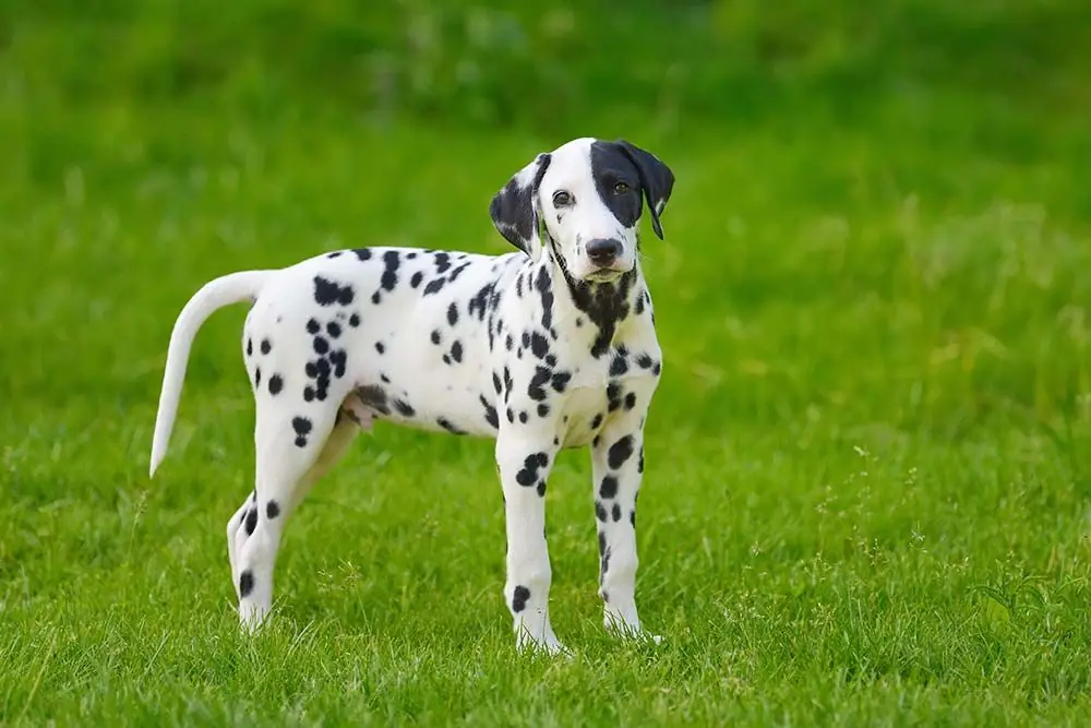 Razas de perros blanco y negro dalmata