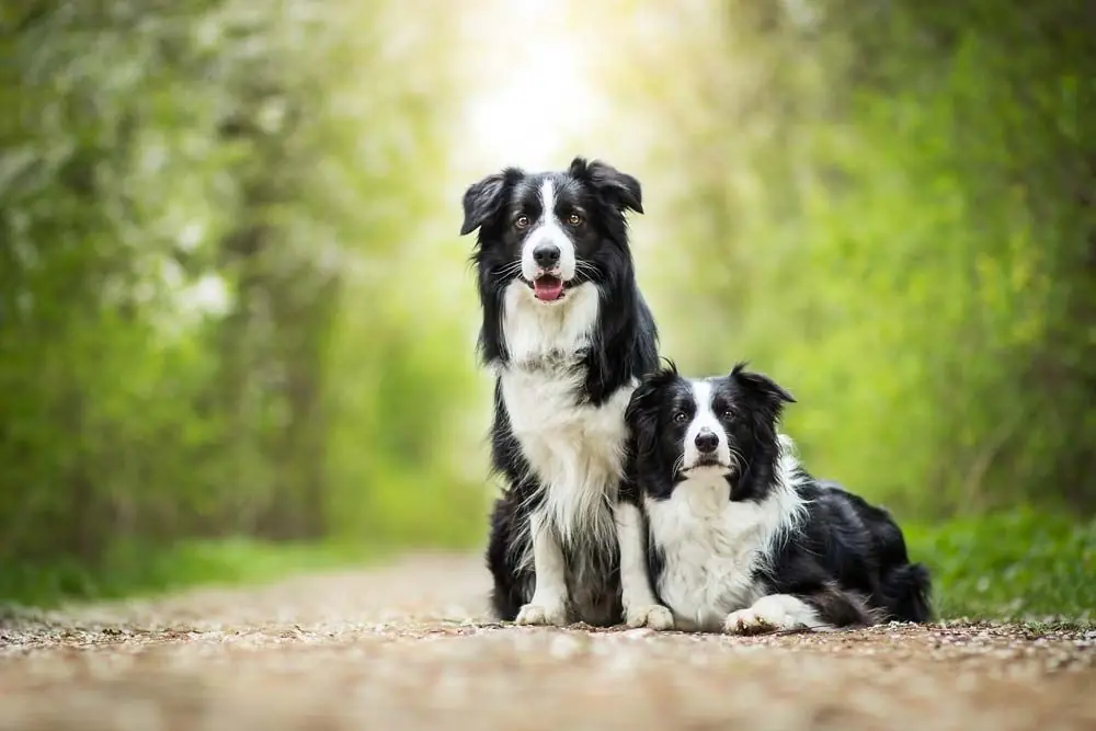 Razas de perros blanco y negro: Top 9 más populares