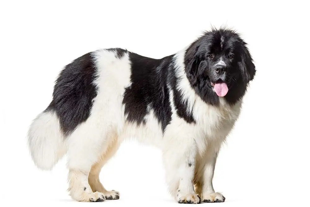 Razas de perros blancos y negros Terranova