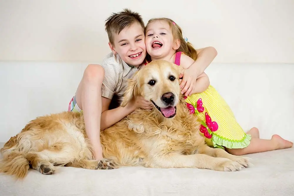 Razas de perros carinosos golden retriever