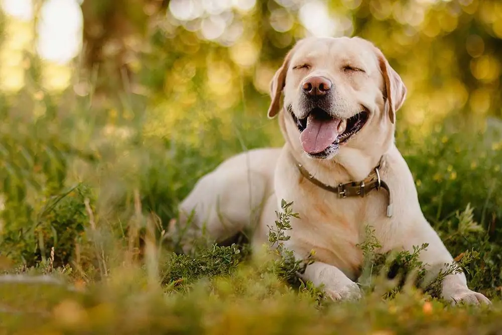 Razas de perros cariñosos: Descubre las razas más afectuosas
