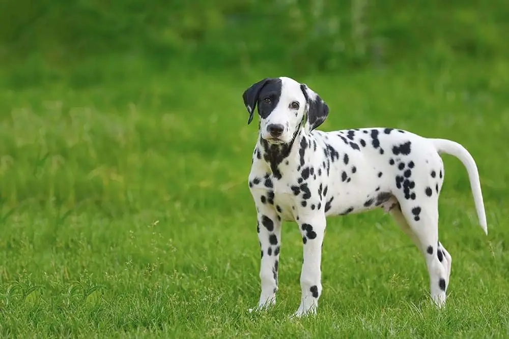 Razas de Perros con Manchas: Lista completa y fotos