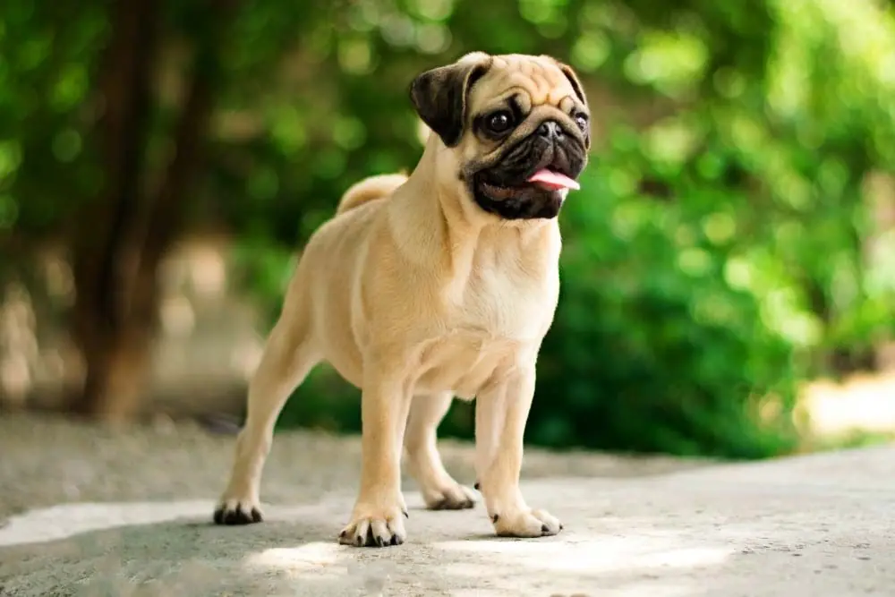 Razas de perros con nivel de adiestramiento bajo Pug