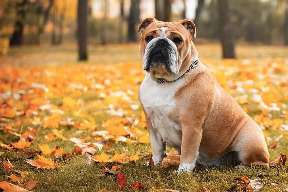 Razas de perros de fácil adiestramiento: Descubre las más dóciles