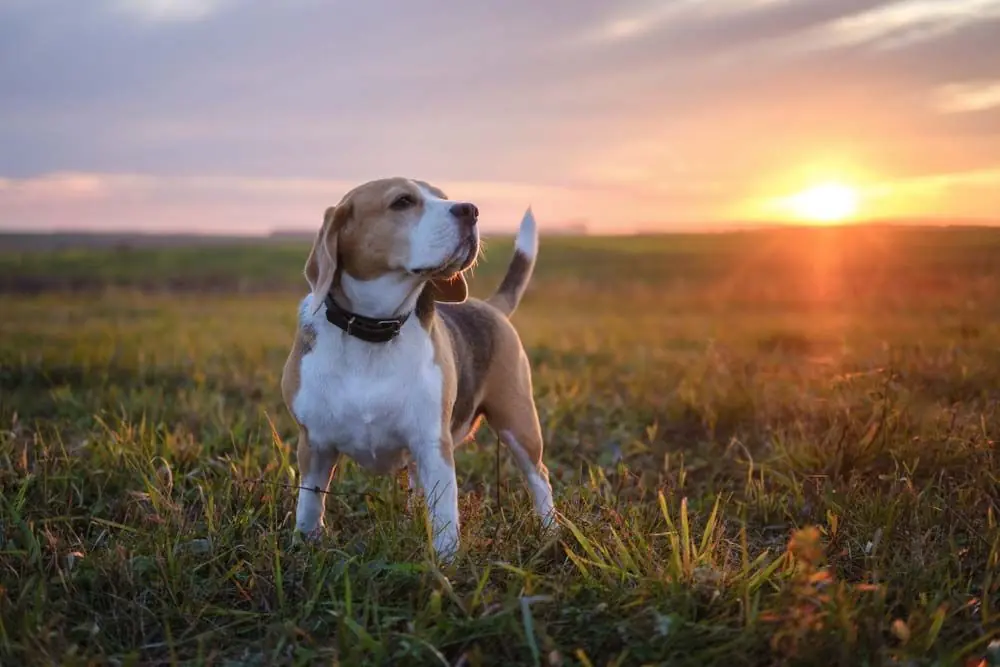 Razas de perros con nivel de adiestramiento medio Beagle