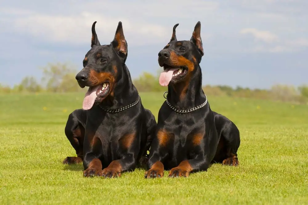 Razas de perros con nivel de adiestramiento medio Doberman