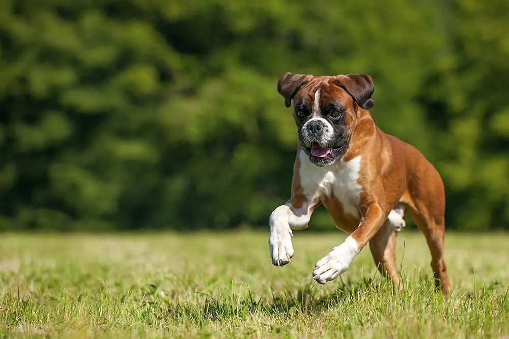 Perros con adiestramiento medio: Descubre sus habilidades