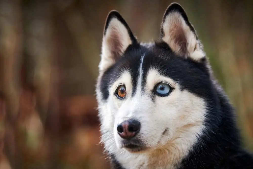 Perros con ojos de dos colores: Descubre su cautivador encanto