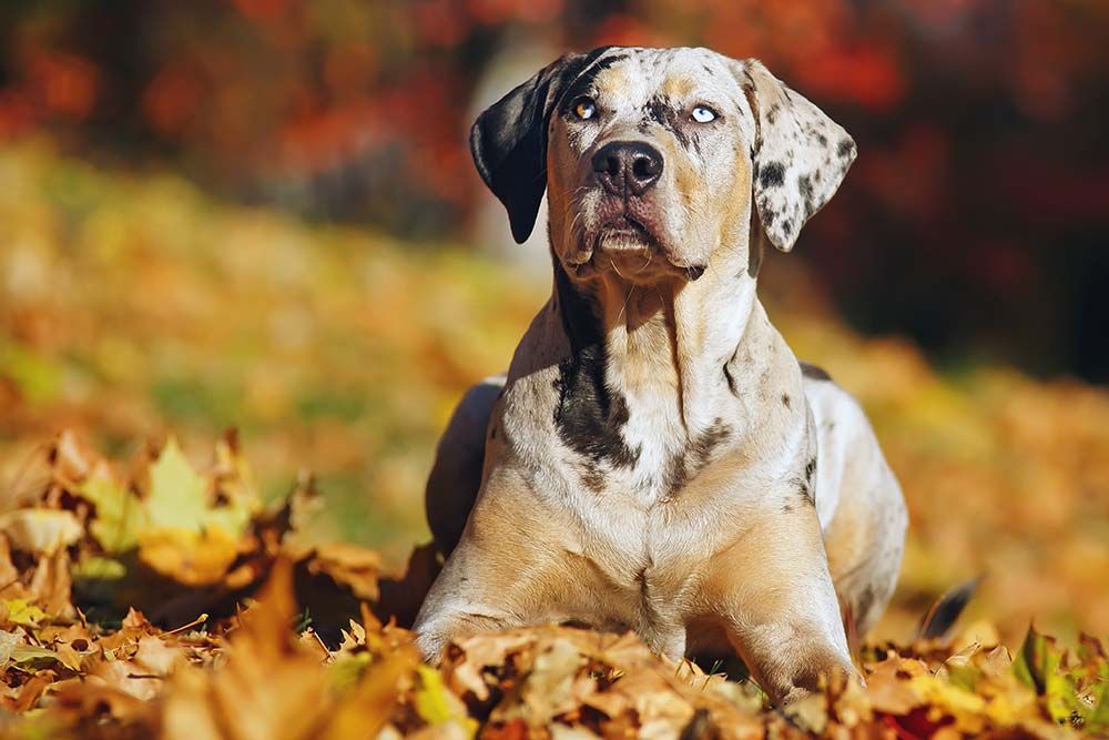 Razas de perros con ojos de dos colores catahoula leopard