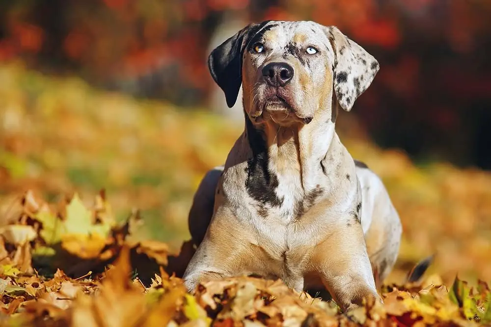 Razas de perros con ojos de dos colores catahoula leopard