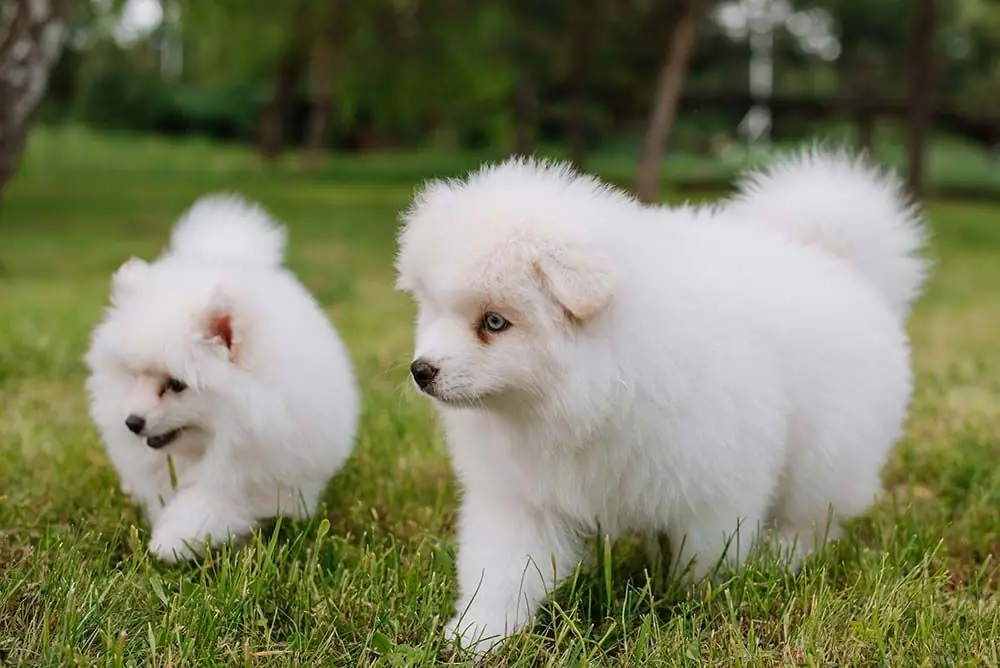 Razas de perros con orejas cortas Pomsky